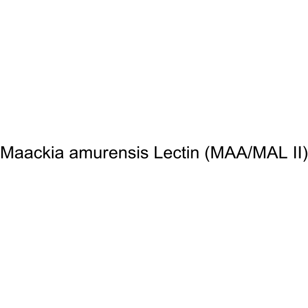 Maackia amurensis Lectin (MAA/MAL II)